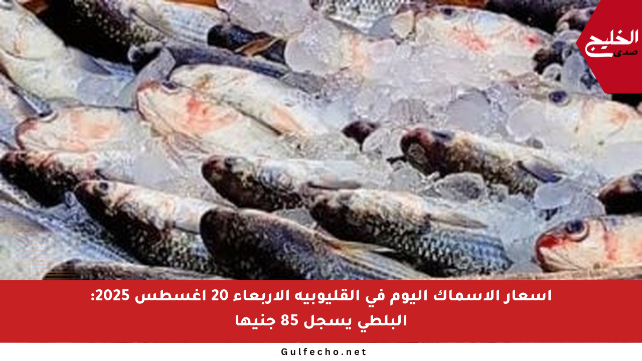 أسعار الأسماك اليوم في القليوبية الأربعاء 20 أغسطس 2025: البلطى يسجل 85 جنيها